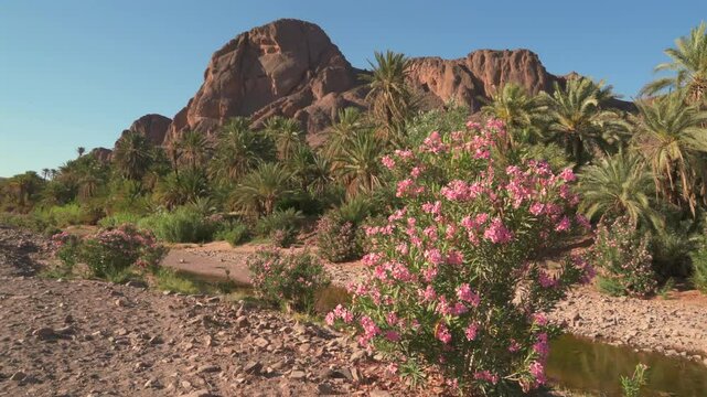 fint oasis moroco flower garden mountain and river