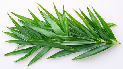 Fototapeta premium A vibrant arrangement of green bamboo leaves, showcasing their elongated shape and lush texture.