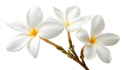 Three elegant white plumeria flowers with vivid yellow centers, showcasing delicate petals and vibrant green stems.