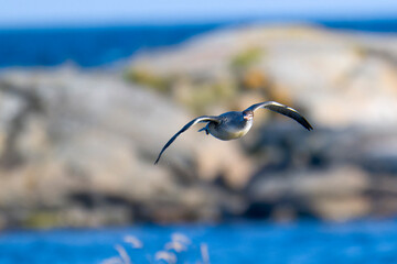 Gänsesäger im Flug im Herbst an der Ostsee	