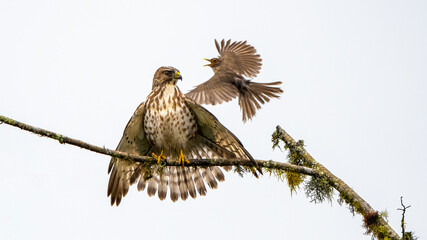 The snail kite (Rostrhamus sociabilis) is a bird of prey in the family Accipitridae, which also...