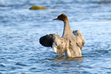 Gänsesäger an der Ostsee im Herbst	