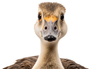 A charming long-necked goose with soft downy feathers and big expressive eyes, in a curious pose