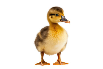 Obraz premium A close-up of a cute yellow duckling with soft downy feathers, standing and facing slightly to the side, looking up with an adorable expression.