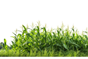 A field of sweet corn plants basking in the sunlight, showcasing their tall green stalks and bright yellow ears ready for harvest