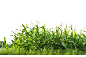 A field of sweet corn plants basking in the sunlight, showcasing their tall green stalks and bright yellow ears ready for harvest
