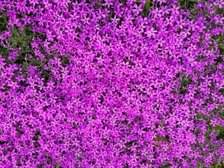 Obraz premium Pink flowering plant alpine Phlox subulata creeping moss phlox.