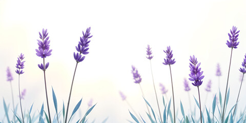 Naklejka premium View of purple lavender flowers in a field, blurred white background.