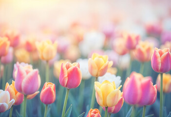Pink, yellow, orange spring flowers. Tulip bouquet on blurred background with space for text. Floral greeting card.