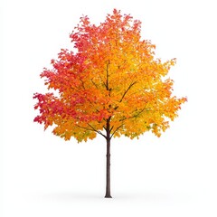Maple tree with colorful autumn leaves isolated on white background for seasonal and nature themes