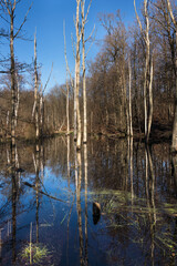 View over forest lake in early spring with green growth on the surface and dead trees with reflections under a clear blue sky