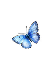 Vibrant Blue Butterfly with Delicate Wings Isolated on Black Background