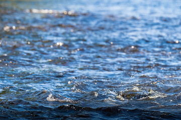 Wild water in the background of green nature