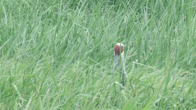 a lone sandhill crane, a gray bodied and crimson capped bird with bright yellow eyes picks insects in the tall grass on a windy day