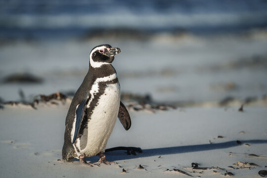Magellanic penguin atFalkland Islands