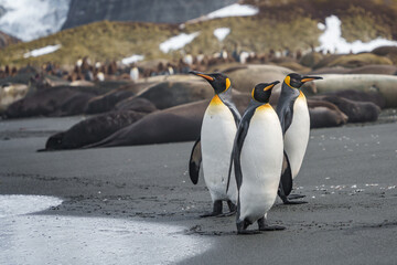 Fototapeta premium King Penguin at Gold Harbour, South Georgia