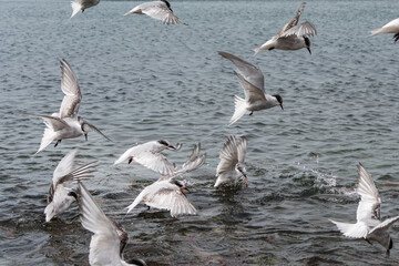 Arctic terns having a feast of krill that was washed away with tide in South Georgia