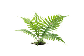 Naklejka premium A compact vibrant fern plant with arching fronds. Its lush greenery showcases symmetry and a fresh, natural aesthetic. Isolated on a transparent background