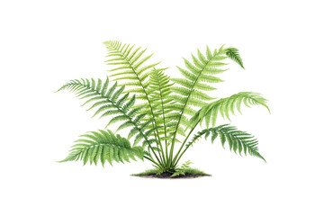 A full fern with layered, sprawling fronds. Vibrant green tones and organic curves exude vitality and growth. Isolated on a transparent background