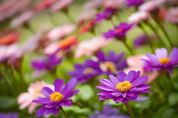 Obraz premium 美しい花畑