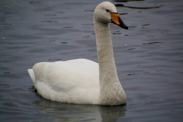 Fototapeta premium A close up of a Whooper Swan at Martin Mere Nature Reserve