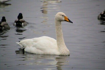 A close up of a Whooper Swan at Martin Mere Nature Reserve