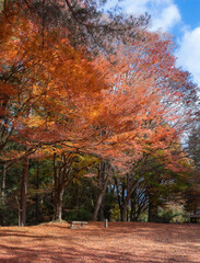 Beautiful Japanese Park During Momiji Season