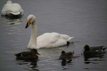 A close up of a Whooper Swan at Martin Mere Nature Reserve