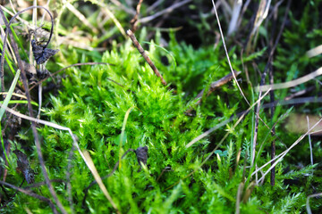 Macro shot of lush green moss with organic details, highlighting the beauty of forest ecosystems and natural textures