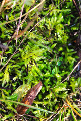 Natural close-up of fresh moss and twigs, symbolizing growth, nature, and the organic beauty of the wilderness