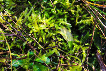 A close-up view of vibrant green moss growing on the forest floor, surrounded by twigs and natural textures