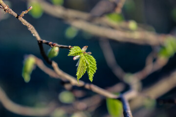 Background of spring blossoming leaves. Texture of young leaves. Background of blossoming trees.