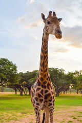 A giraffe in a nature reserve in Africa