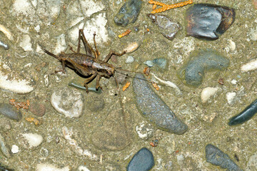 Gewöhnliche Strauchschrecke (Pholidoptera griseoaptera)	