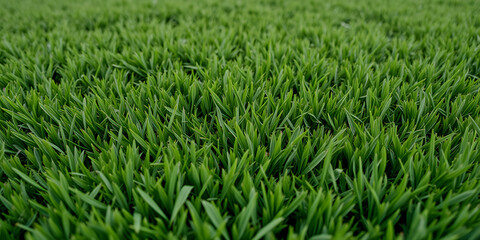 Obraz premium Texture of an even green lawn as a background