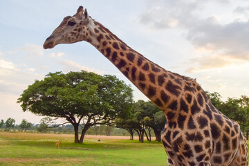 A giraffe in a nature reserve in Africa