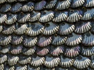 Close-Up of Overlapping Scallop Shells with Natural Patterns