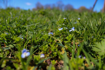 A vibrant, natural background featuring delicate blue Veronica flowers and lush green foliage, captured in soft natural daylight. 