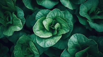 Obraz premium Lush green lettuce farm, overhead view, growth, agriculture