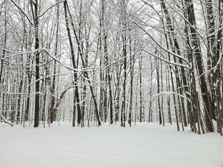 Snowy Winter Forest Path