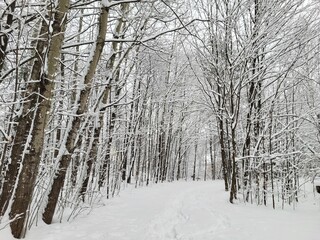 Snowy Winter Forest Path