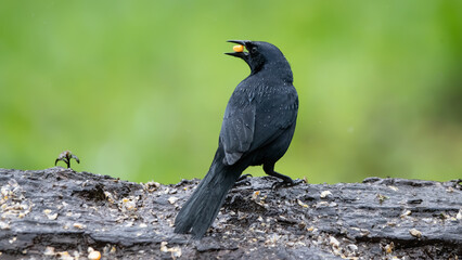 Cuban blackbird living freely in its natural habitat in the forests of Ecuador.