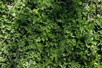 background closeup of bright green clover and delicate foliage