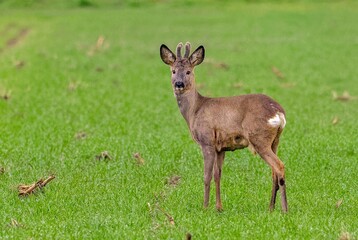 Roe deer male in the wild