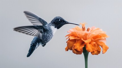 Naklejka premium beautiful hummingbird hovering over vibrant orange flower