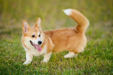 Portrait of cute Welsh Corgi Pembroke dog with its tongue hanging out happily running on grass. Pedigree pet on walk in park