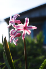 Close-up of pink hyacinth flowers in full bloom