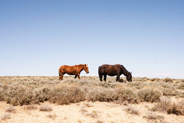 A pair of young wild horses graze in Wyoming wilderness 