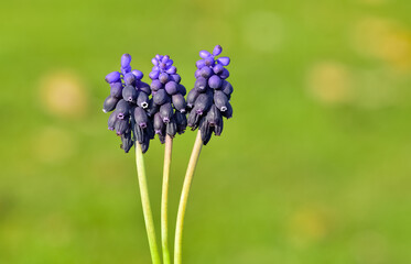 photos of wild flowers, wild hyacinths