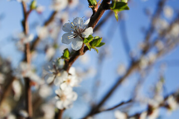Cherry blossoms with delicate white petals on tree branches